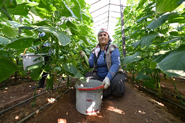 Aydıncık’ta hıyar hasadı başladı