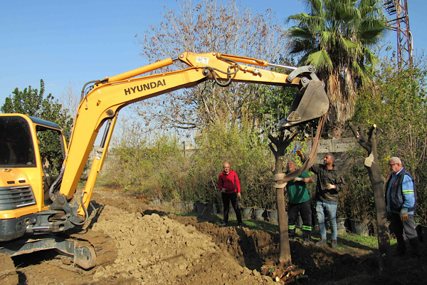 Büyükşehir’den kavşak çalışmalarında ağaç nakli uygulaması