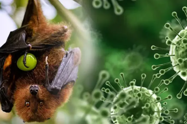 Hindistan’da Nipah virüsü salgını alarmı