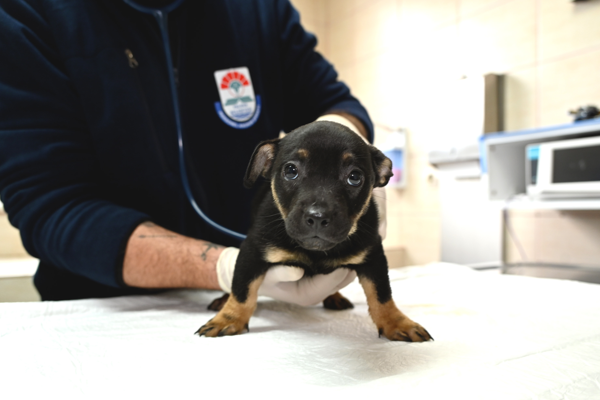Yalova’da 5 yavru köpeğin tedavi ve bakımı tamamlandı