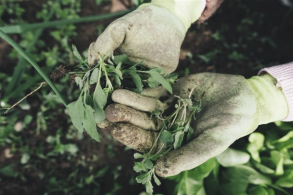 TÜİK – Tarım ürünleri üretici fiyat endeksi yıllık yüzde 36,01 arttı