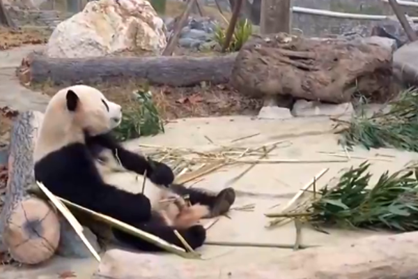 Çin’in yeni ”Dev Panda” merkezi,  halkın ziyaretine açıldı