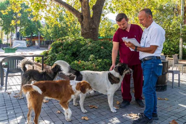 İzmir’de 86 bin sokak hayvanı tedavi edildi