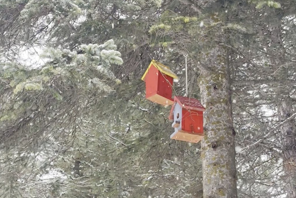 Çorum’da çocuklar doğaya kuş evleri bıraktı