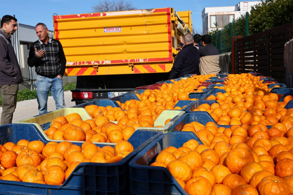 Bodrum Mandalini Türkiye’nin dört bir yanına ulaşıyor