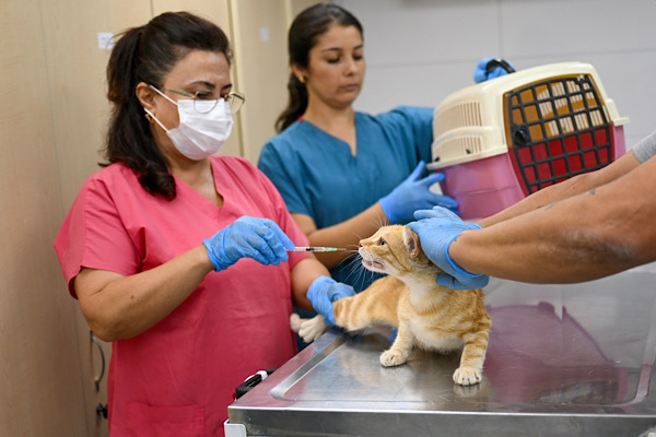 Bornova’da 4 ayda 1901 kedi kısırlaştırıldı