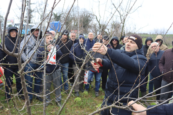 İzmit’te üreticilere uygulamalı budama eğitimi