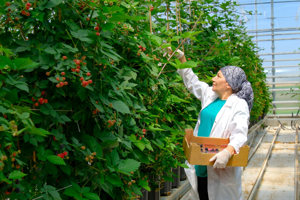 Seralarda sel felaketine Elara Tarım’dan dirençli çözüm