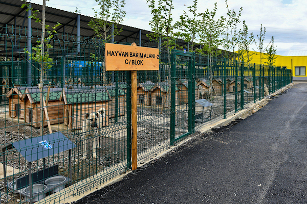 Ankara’da sokak hayvanlarına 8 milyon üzerinde veterinerlik hizmeti sağladı