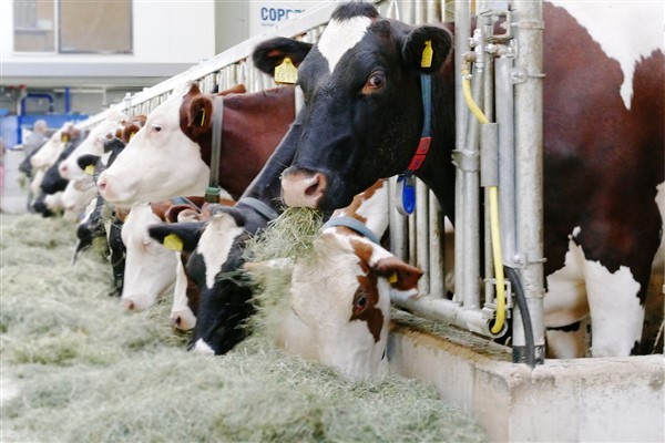 TÜİK-Ticari süt işletmelerince 1 milyon 7 bin 179 ton inek sütü toplandı