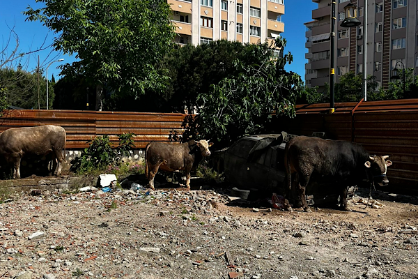 Maltepe’de kaçak kurban kesimlerine yönelik denetim