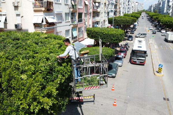 Kepez’de yeşil alanlarda bakım ve düzenleme çalışmaları sürüyor