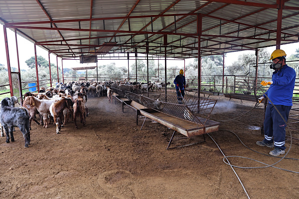 Antalya’da sinek ve haşerelerle mücadele çalışmaları sürüyor