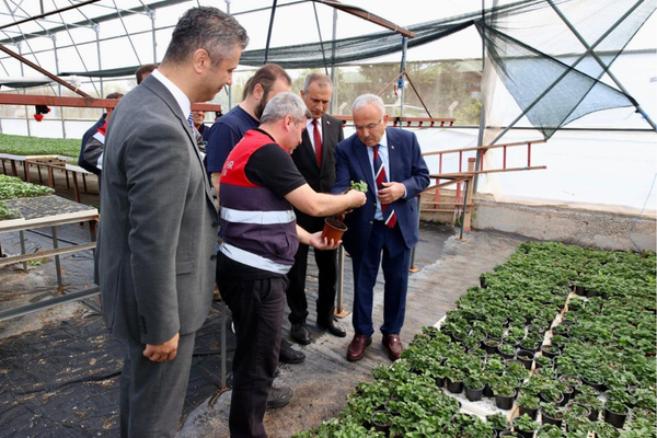 Ordu’da 300 bin yazlık sebze fidesi desteği