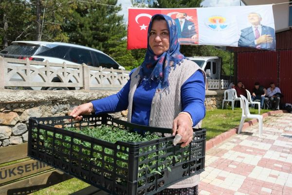 Adana’da üreticilere 200 bin domates fidesi desteği