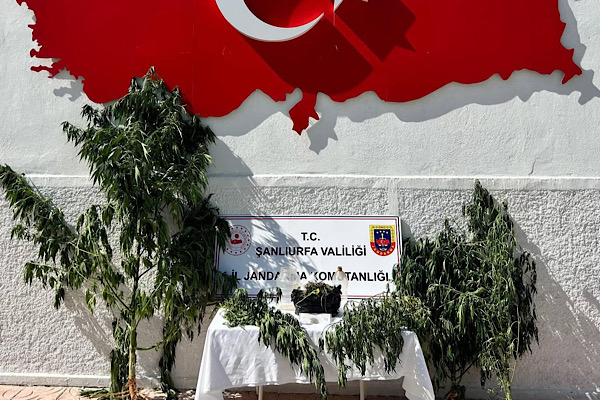 Şanlıurfa Hilvan’da kenevir operasyonu düzenlendi