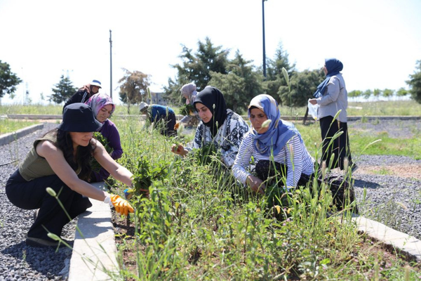 Diyarbakır’da kadınların yetiştirdiği tıbbi ve aromatik bitkilerde ilk hasat yapıldı