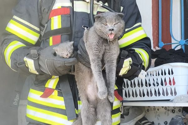 Kayseri’de yangında mahsur kalan 6 kedi kurtarıldı