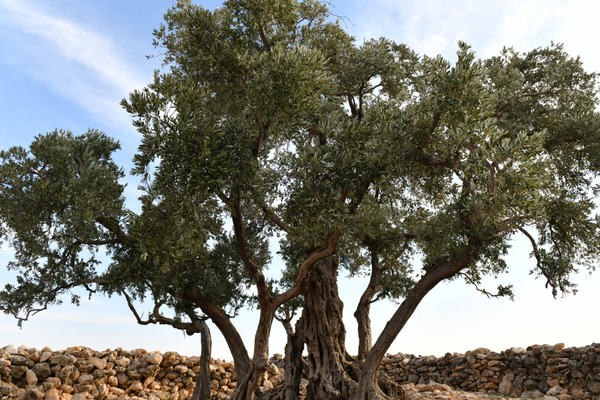 Göbekli Anıt Zeytin Ağacı için çevre düzenleme projesi başlatılıyor