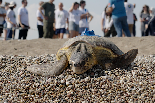 Miner Turtle Projesi: Caretta caretta’ların göç rotalarına uydu takibiyle ışık tutuluyor