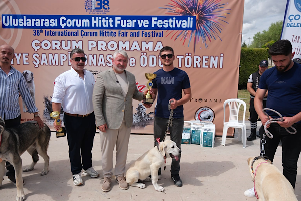 Çorum’da Türk Çoban Köpekleri Türkiye Şampiyonası düzenlendi