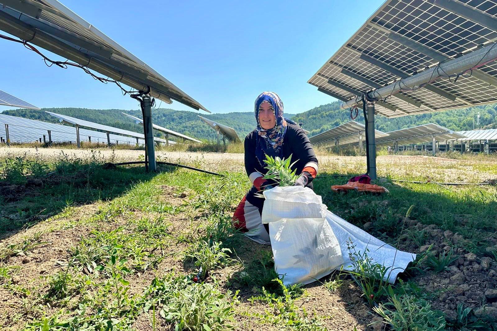 Ladik GES’te Agrivoltaik Tarım’da hasat zamanı