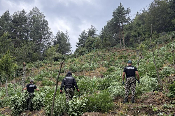 Bulgaristan’da 3 tondan fazla esrar bitkisi ele geçirildi