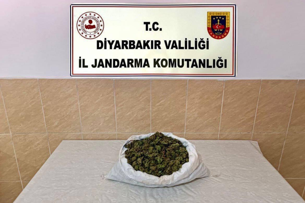 Diyarbakır’da jandarma operasyonlarında 253 bin kök kenevir skunk ele geçirildi