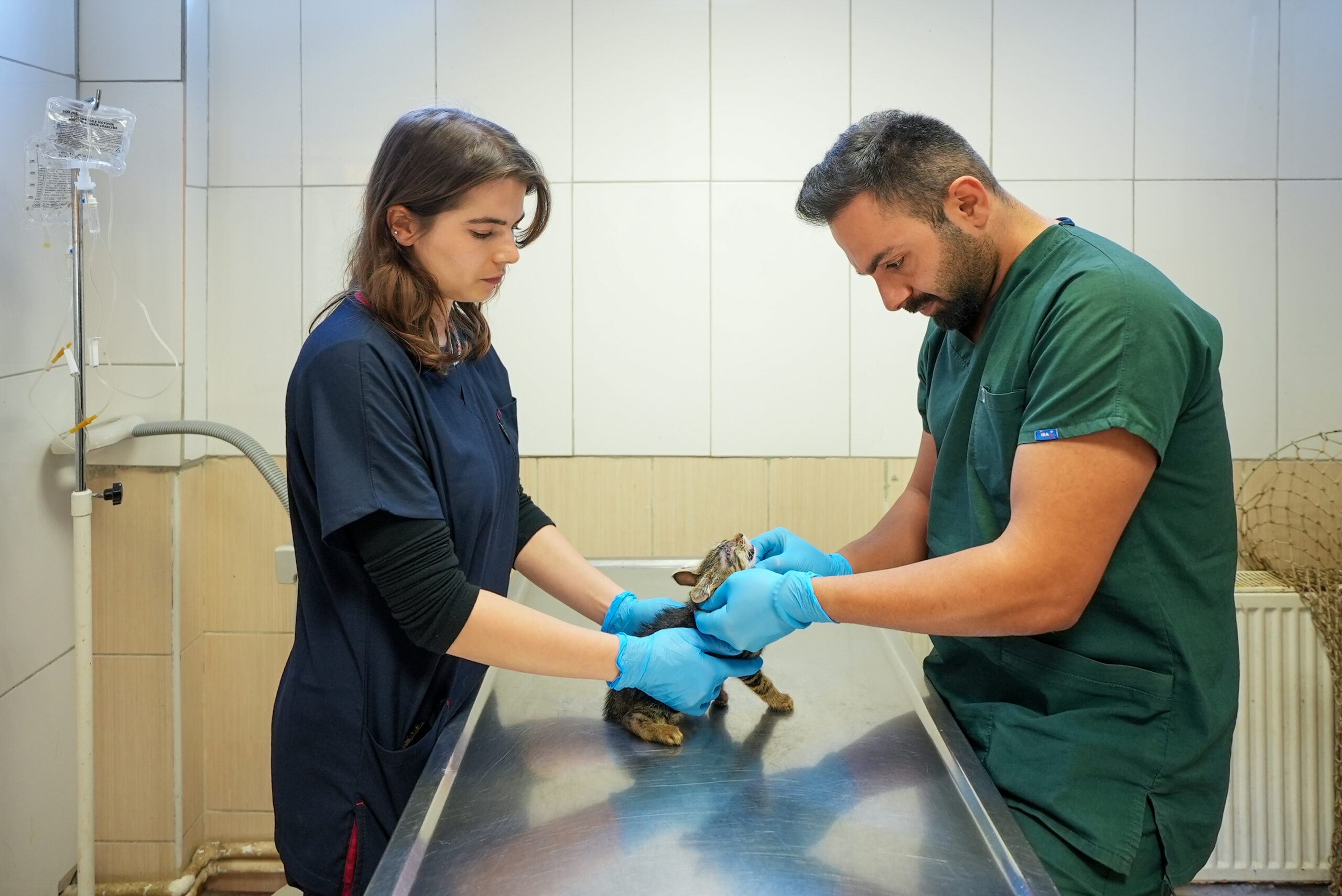 Maltepe’de sahipsiz kedi kısırlaştırmada online randevu dönemi başlıyor