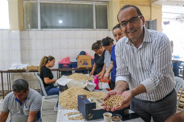 Gazipaşa’da 30 dönüm alanda nohut hasadı yapıldı