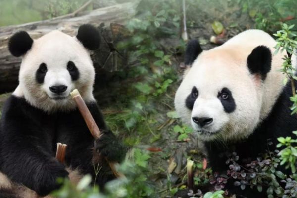 Pingping ve Fushuang adlı iki dev panda ABD’ye ulaştı